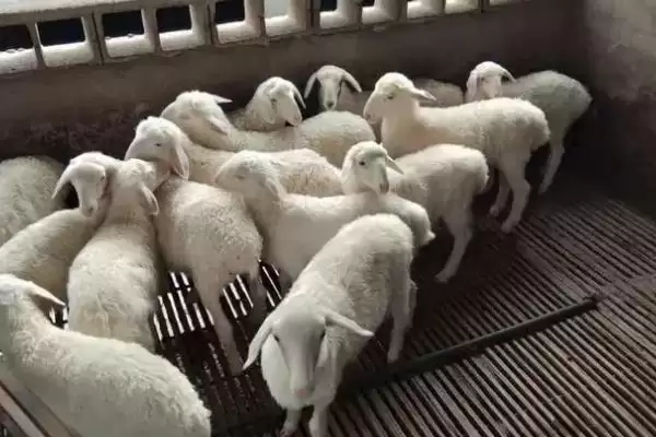 图片[2]-让羔羊安全越冬的方法，羊舍铺盖草帘等要点-会东网