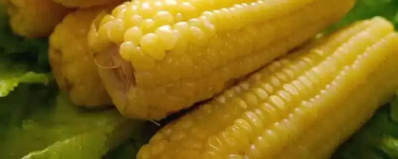 青卓918玉米种子介绍,4月下旬适宜播期的关键要点-会东网