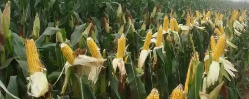 渭玉321玉米种子有啥特点？足墒播种的重要性-会东网