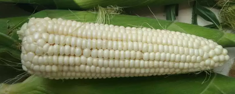 鹏玉14玉米种咋样？适应区5月1日左右播种-会东网