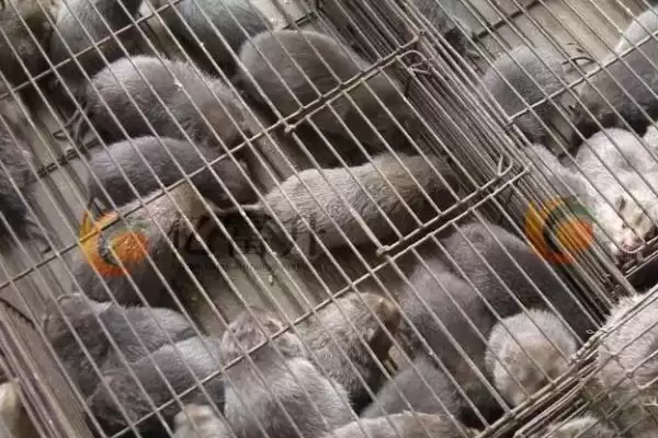 图片[4]-竹鼠怎么养殖(竹鼠养殖每天要按时投喂容易消化的饲料)？-会东网