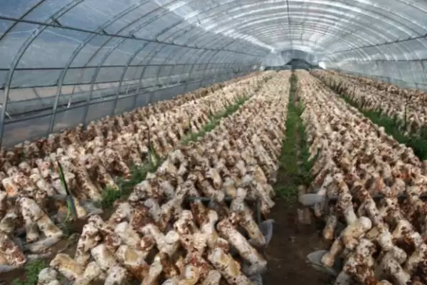 图片[3]-食用菌褐斑病的防治方法，喷施有效氯降低发病率的要点-会东网