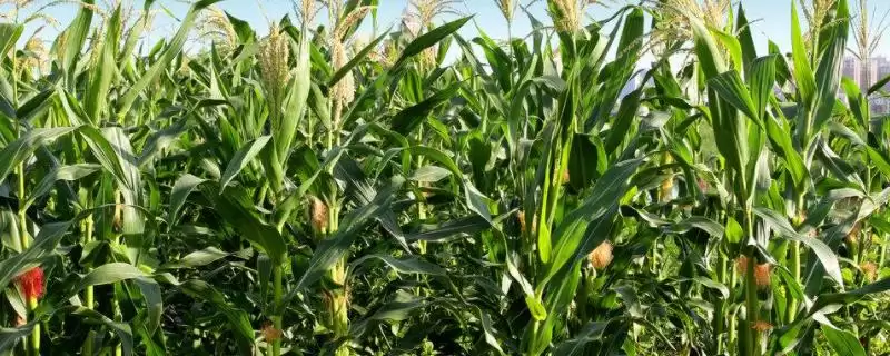 天塔619玉米种子介绍,出苗至成熟105天-会东网