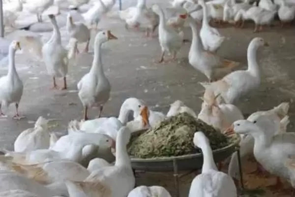 图片[2]-圈养肉鹅的饲喂方法，不同方法每天饲喂量要点-会东网