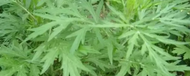 萎蒿是什么?原产于中国的多年生草本植物-会东网