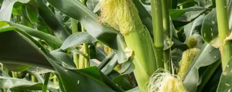 神舟27玉米品种特性,后期注意防治瘤黑粉病的要点-会东网