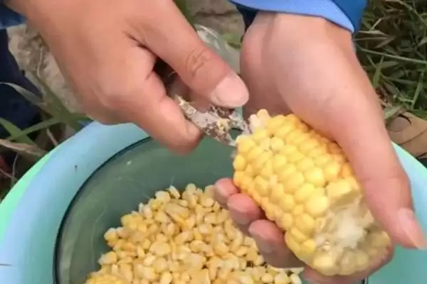 图片[8]-秋季钓大鲫鱼的饵料，自然或商品饵料选择要点-会东网