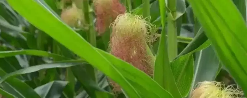 甜糯糯626玉米种子啥特性?该品种株型平展的特点-会东网