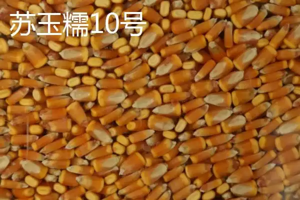 图片[6]-什么品种的甜糯玉米种子好，因地制宜选择的要点分析-会东网