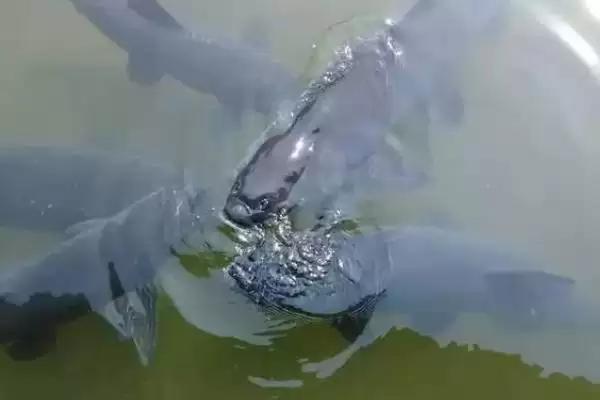 图片[3]-水库钓青鱼的适宜水深，选择安静隐蔽钓点的重要性-会东网