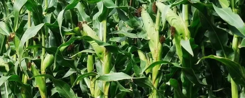 沈青520玉米种简介，4000株／亩左右密度的选择原因-会东网