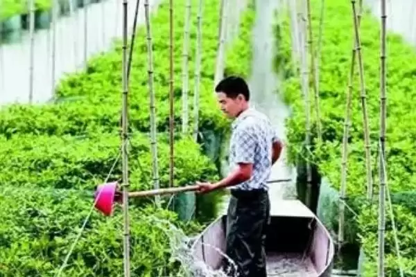 图片[2]-鳝鱼的养殖技术，放养鱼苗前池塘消毒工作的要点-会东网