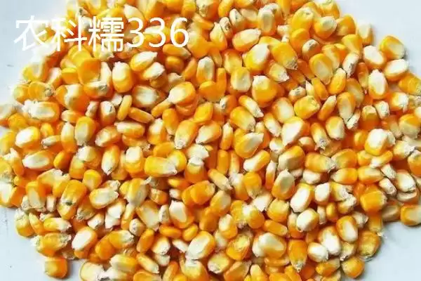图片[3]-什么品种的甜糯玉米种子好，因地制宜选择的要点分析-会东网
