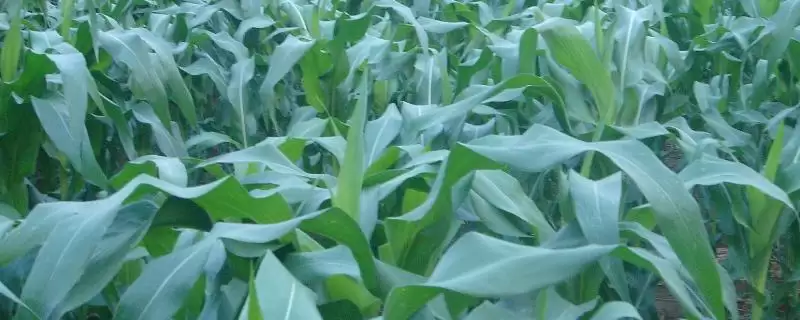 瑞玉818玉米品种特性,每亩5000株左右种植密度依据-会东网