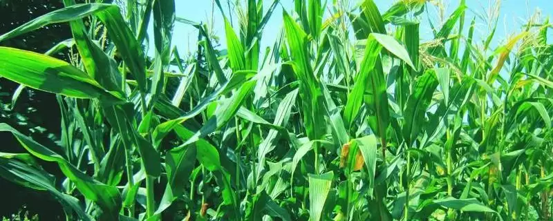穗禾369玉米品种介绍，中抗丝黑穗病的能力-会东网