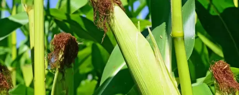 瑞喜7717玉米种子简介，4000株／亩左右密度选择依据-会东网