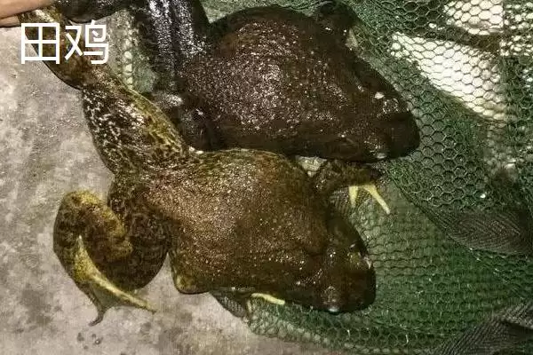图片[5]-青蛙和田鸡的区别，二者均可养殖的特点介绍-会东网