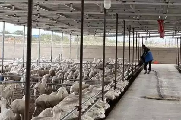 图片[7]-新手养羊注意事项及分群饲养等要点？-会东网