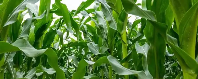 品甜823玉米种子咋介绍？播种等行距60厘米-会东网