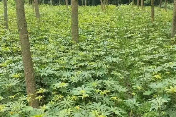 图片[3]-七叶一枝花的种植方法，5月中、下旬间苗的要点-会东网