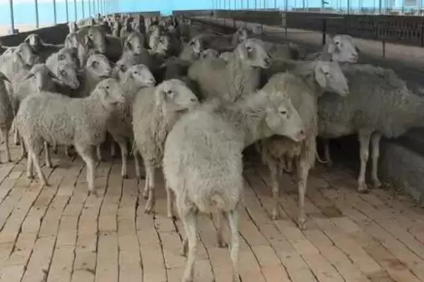 图片[4]-让羔羊安全越冬的方法，羊舍铺盖草帘等要点-会东网