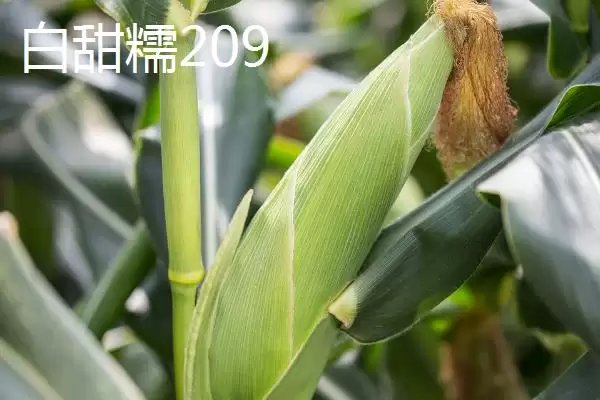 图片[5]-适合江苏种植的玉米品种，常见4种品种的详细介绍-会东网