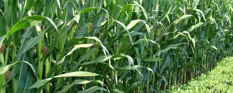 斯达201玉米种子特征特性,全面了解其特点-会东网