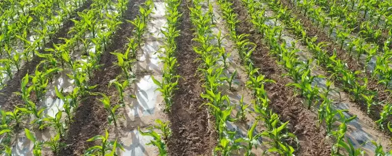 润玉2号玉米种子特点，防治病虫害的重要性阐述-会东网