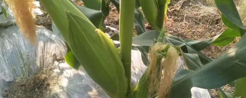 十九行118玉米品种简介,中抗穗腐病的能力体现-会东网