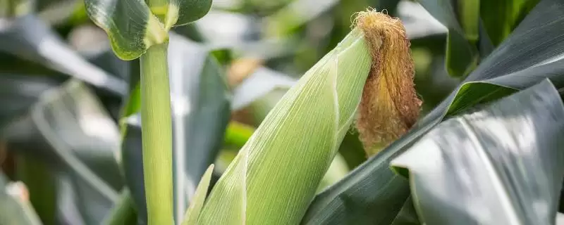 盛甜糯10号玉米种子介绍，与其他品种隔离种植的要点-会东网