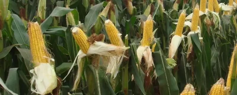 荣玉1210玉米种子简介，出苗至成熟111-144天生长周期-会东网