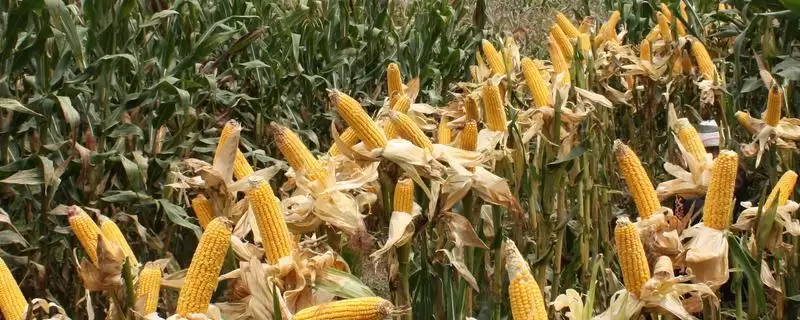 齐玉8号玉米品种特性,每亩留苗3500-3800株的密度选择-会东网