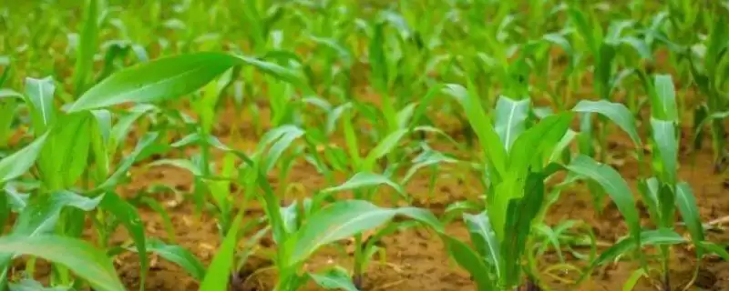 沈农大L95玉米种简介,中抗穗腐病的优异表现-会东网