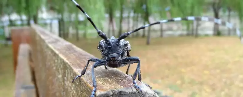 天牛吃什么？花粉、嫩树皮等均是其食物-会东网