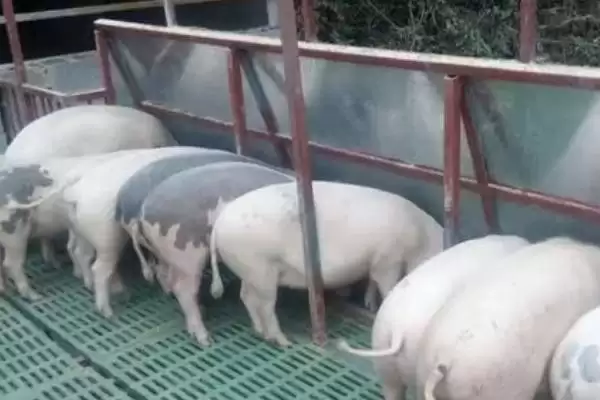图片[3]-养猪注意事项(养猪要注意哪些方面)？-会东网