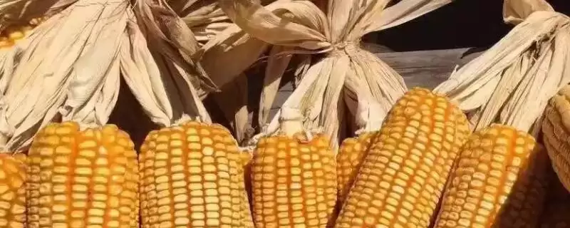 盛衍4号玉米品种特性,平均生育期129天的生长周期-会东网