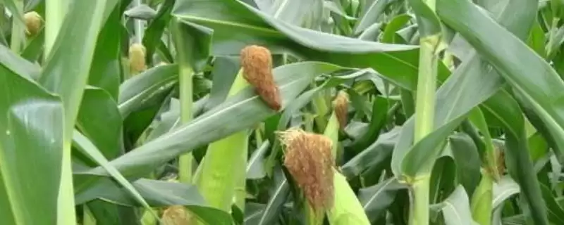 天育839玉米种子啥特性?种植密度每亩4000株左右-会东网