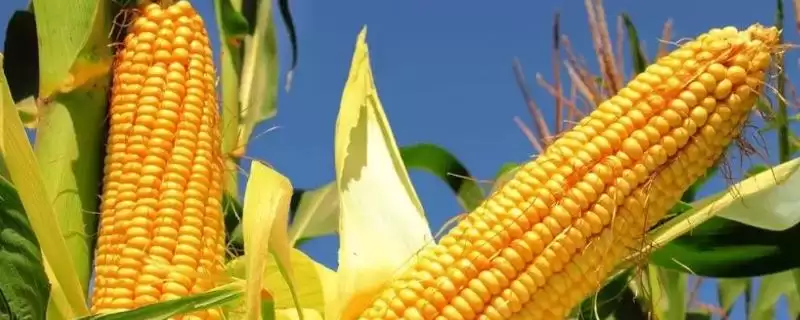 神农A1玉米品种特性，注意防治大斑病的防治要点-会东网