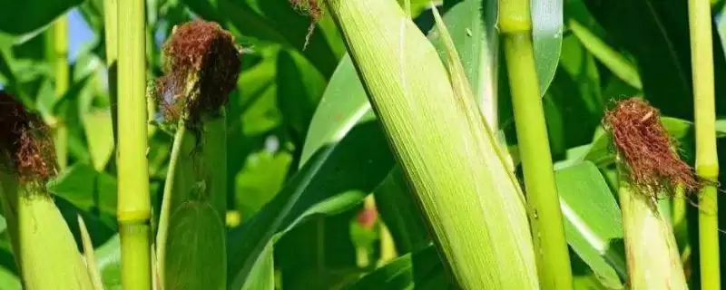 昭玉甜1号玉米种子啥情况(昭玉甜1号玉米种子在中上等肥力地块种植)？-会东网