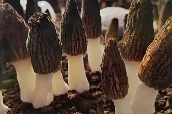 图片[2]-室内脱袋种植羊肚菌的方法，排列菌棒后喷水覆叶的要点-会东网