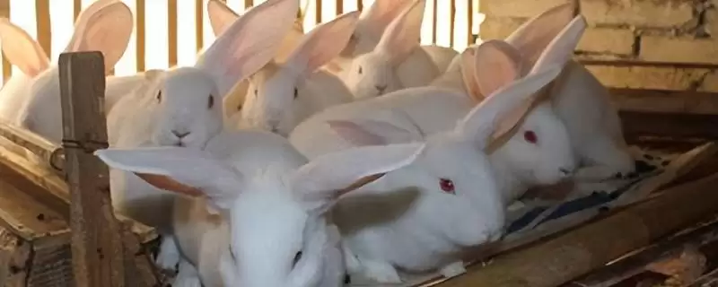 兔子吃猫粮有影响吗?不良影响很大不能吃-会东网