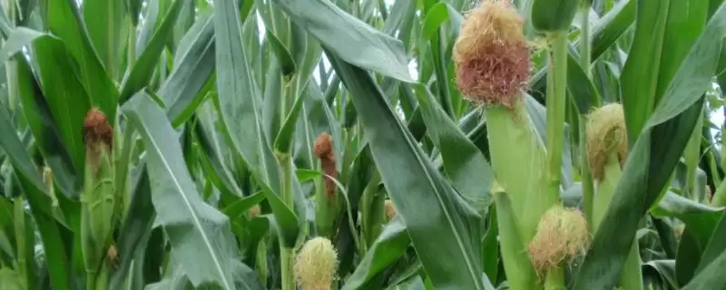 圣甜白珠玉米种子简介,每亩3500株左右种植密度及早熟优势-会东网
