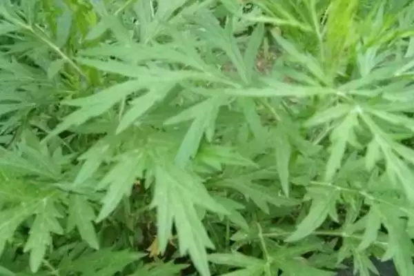 图片[3]-萎蒿是什么？原产于中国的多年生草本植物-会东网
