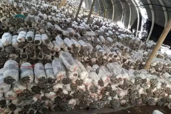 图片[3]-平菇如何种植才能丰产，选对优质高产品种的要点-会东网