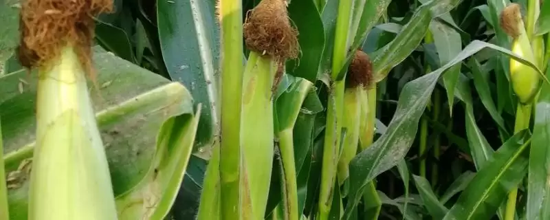 奇农3玉米种子介绍,防治弯孢叶斑病的要点-会东网