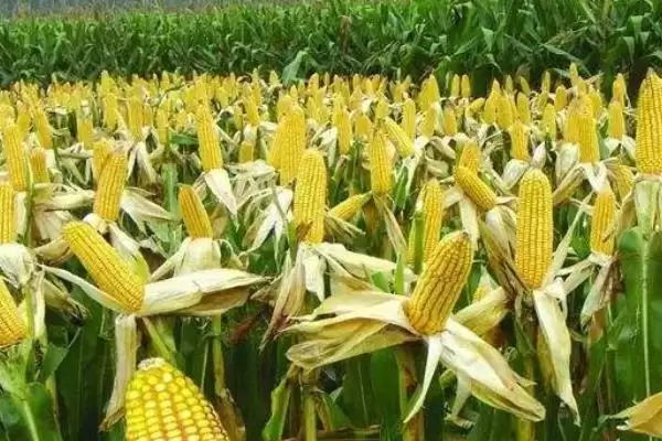 图片[4]-胜美999玉米品种简介，中上等以上肥力地块种植的要点-会东网