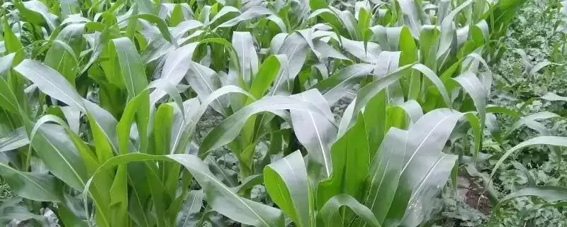 润玉3089玉米种子特点,大喇叭口期防治玉米螟要点-会东网