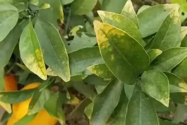 图片[3]-如何判断农作物缺肥，根据表现症状分析缺肥要点-会东网