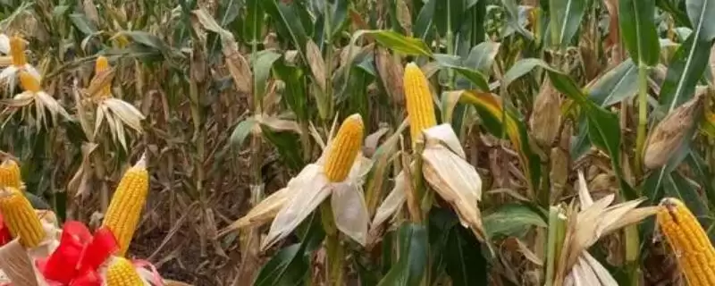 万川1588玉米种子有啥特点?一次性播种全苗要点-会东网