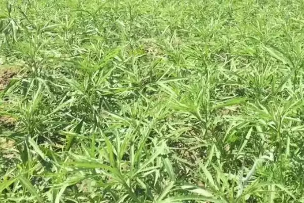 图片[4]-萎蒿是什么？原产于中国的多年生草本植物-会东网